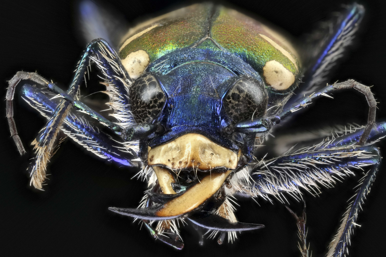 Makroaufnahme eines Sandlaufkäfers