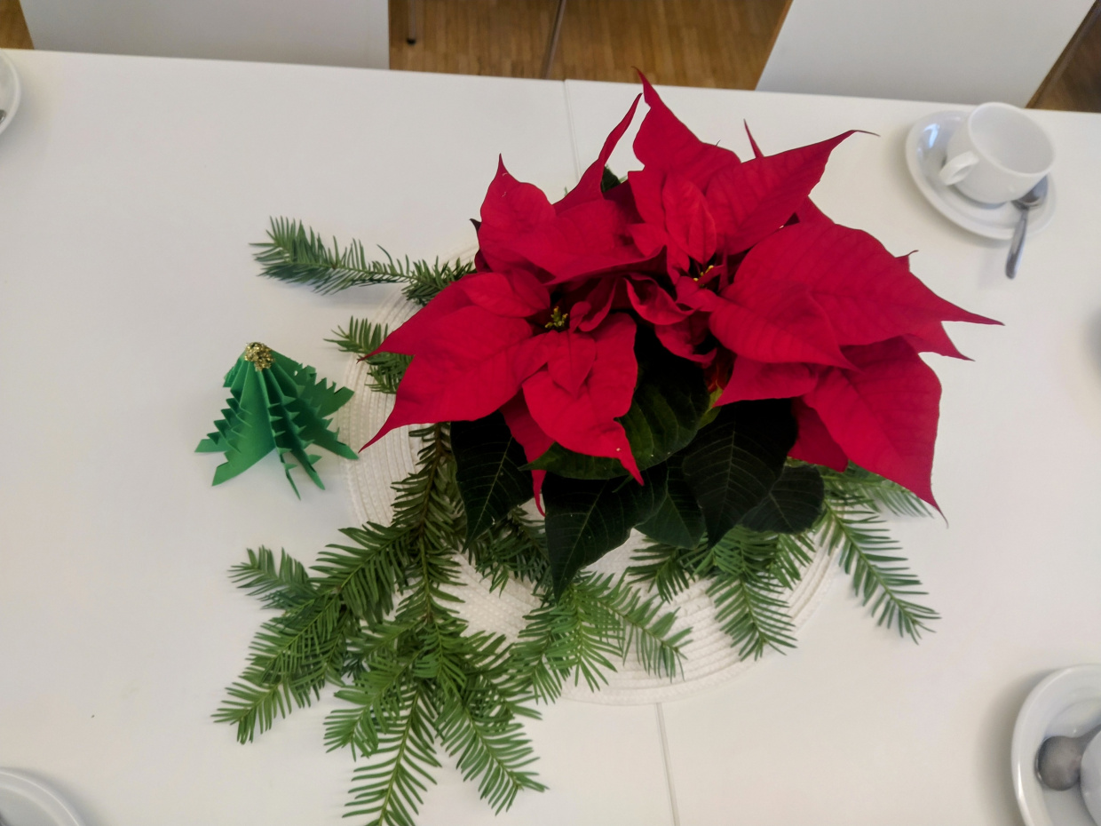 ein Weihnachtsstern steht auf einer gedeckten Tafel