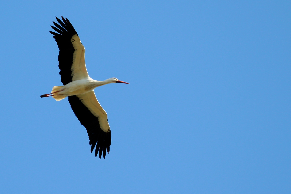 fleigender Weißstrorch
