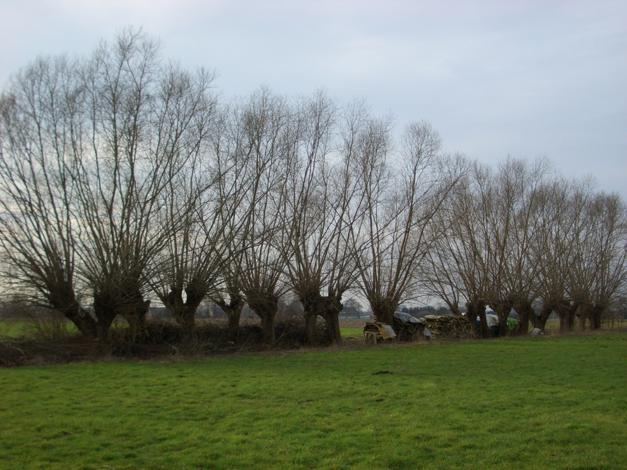 Kopfweiden Rieselfelder Windel