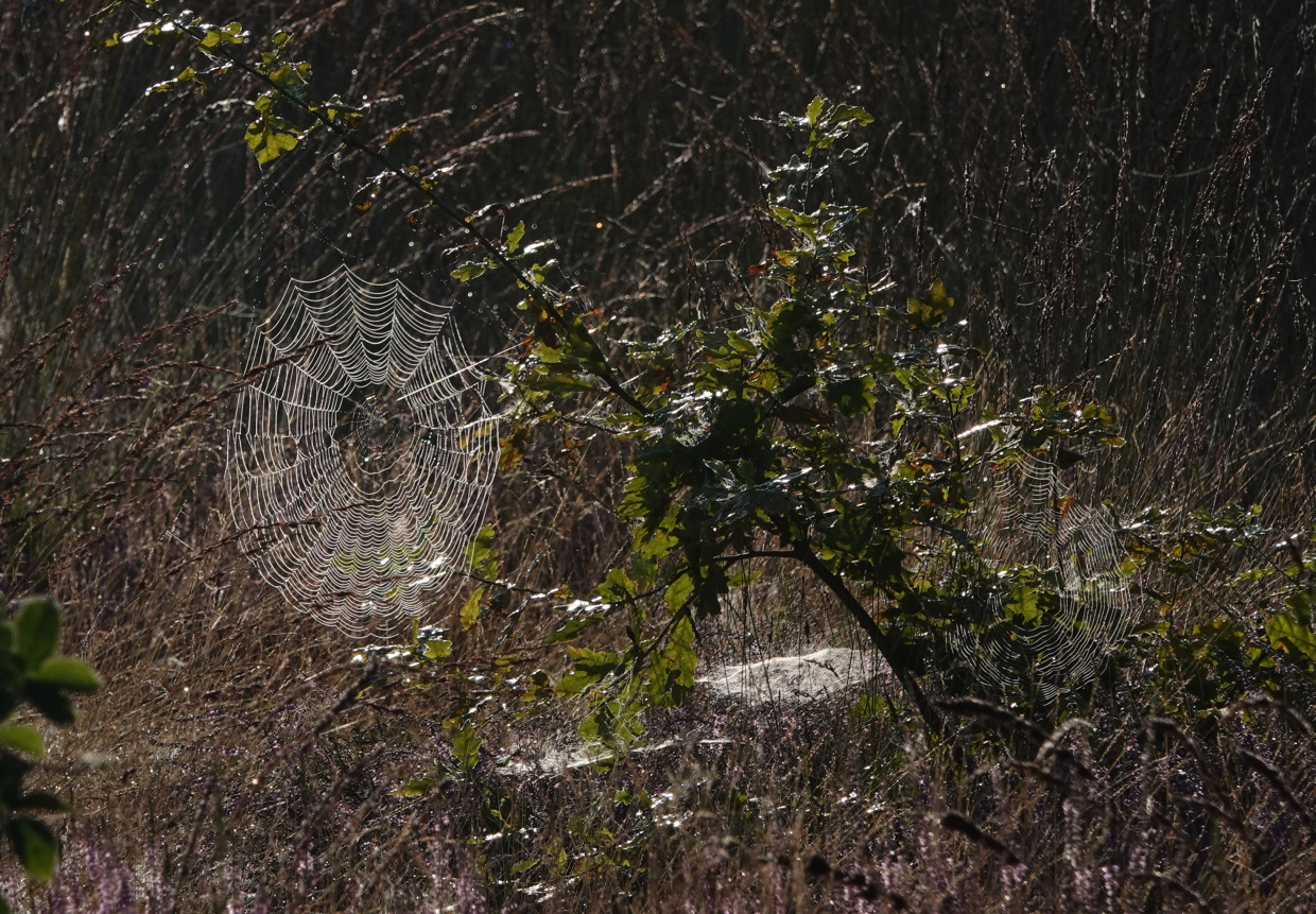 Spinnennetze