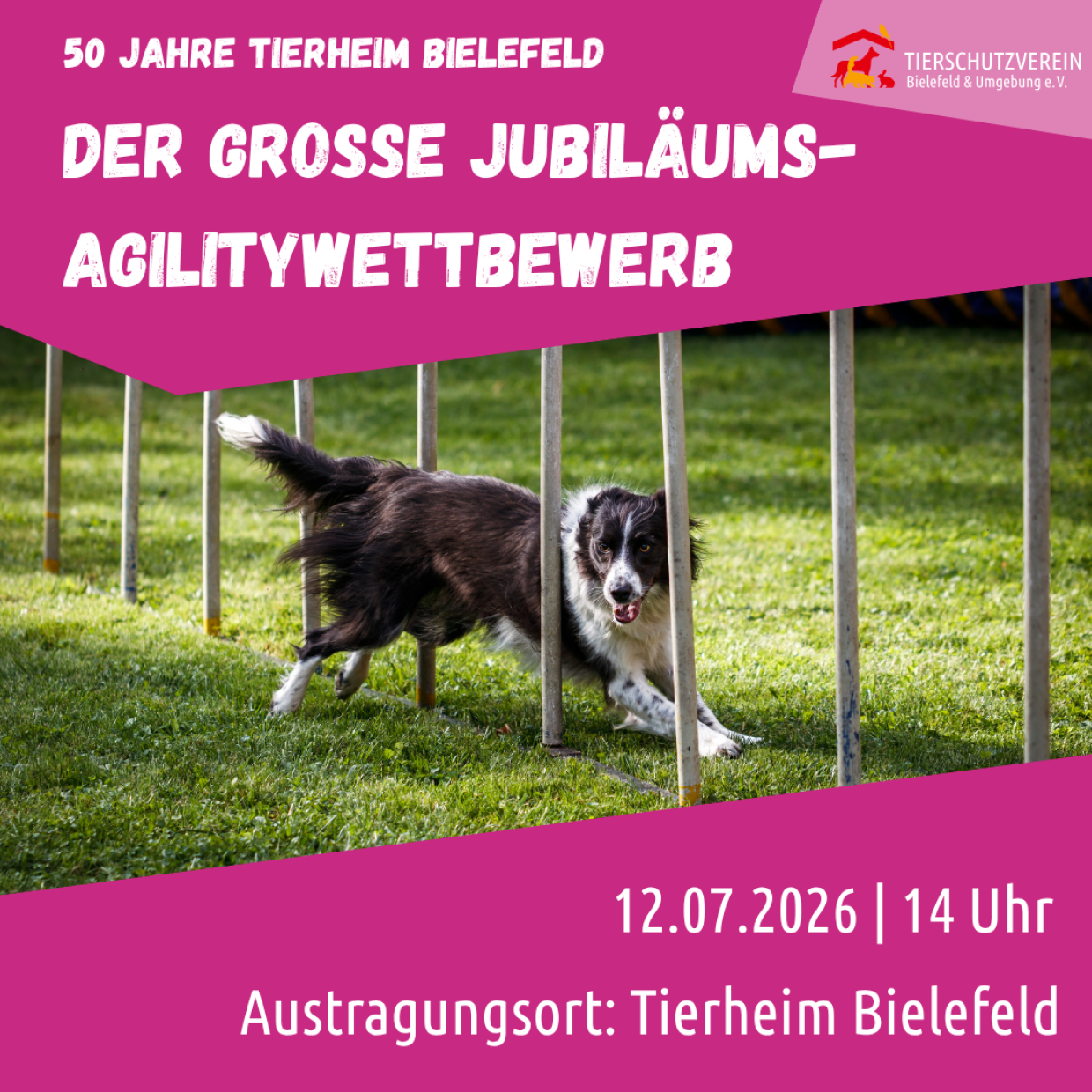 Agilitywettbewerb; Hund im Slalomparcours; 50 Jahre Tierheim Bielefeld; 12.07.2026, 14 Uhr; Tierheim