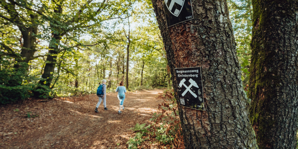Adventure Grass Grove Hiking Jungle Land Nature Outdoors Path Person Trail Tree Vegetation Walking Woodland