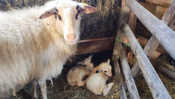 Schaf mit 2 Lämmern