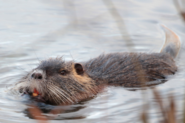 Nutria