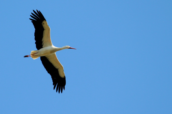fleigender Weißstrorch