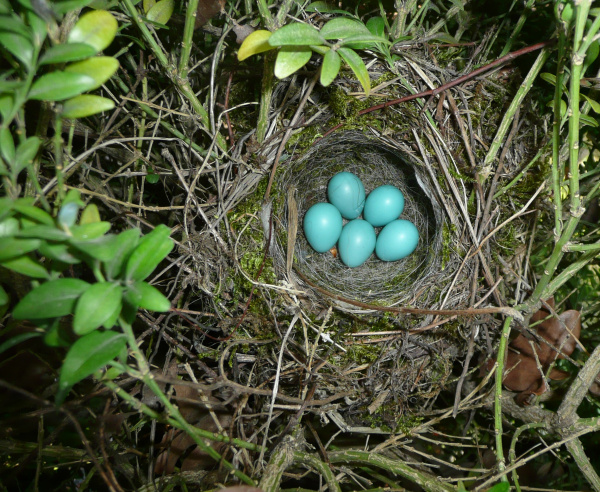 Nest mit Eiern, Heckenbraunelle