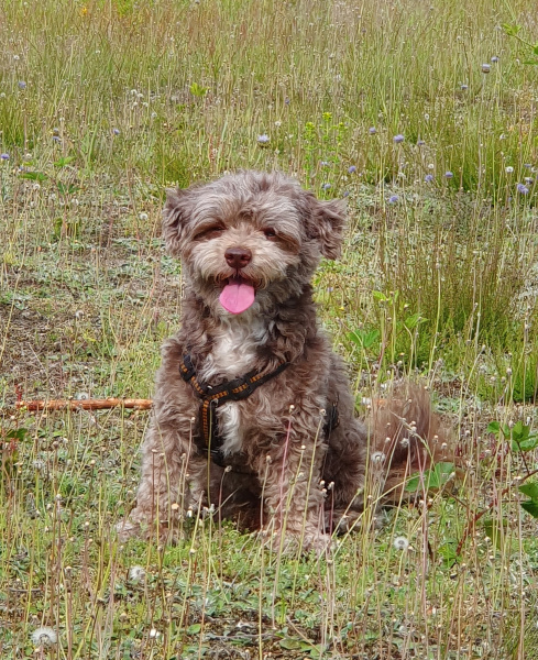 Hund auf einer Wiese