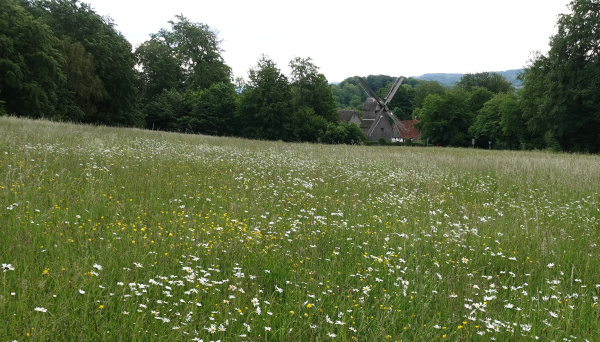 Blühaspekt Ochsenheide mit Mühle im Hintergrund