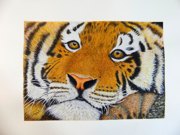 Aquarell Tigerkopf