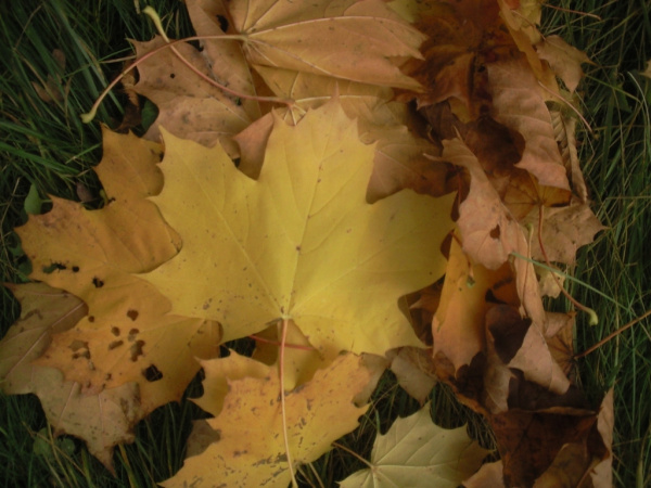 Ahornblätter im Herbst